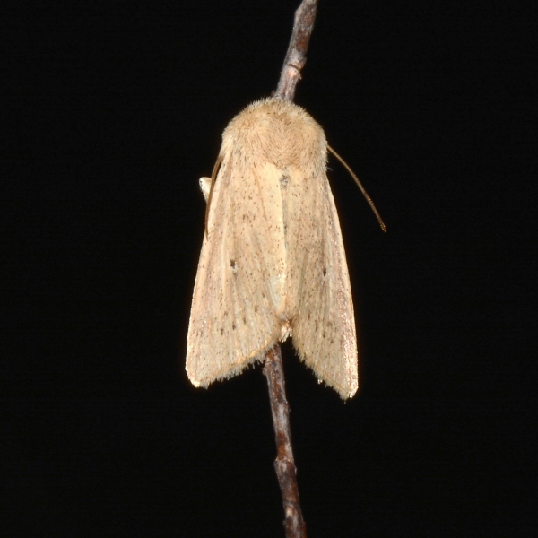 Mythimna sicula f. scirpi